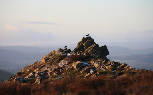 Bird perches on top of mountain  from Chrome web store to be run with OffiDocs Chromium online