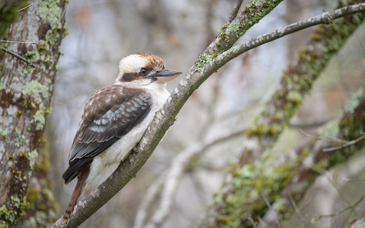 Bird perches on tree branch  from Chrome web store to be run with OffiDocs Chromium online