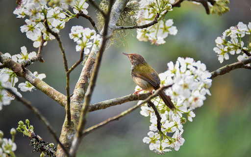 Bird perches on white flower branch  from Chrome web store to be run with OffiDocs Chromium online
