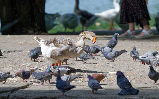 Birds and geese share the yard  from Chrome web store to be run with OffiDocs Chromium online
