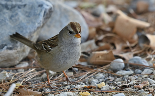 Birds and pebbles  from Chrome web store to be run with OffiDocs Chromium online