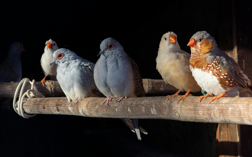 Birds and their pretty beaks  from Chrome web store to be run with OffiDocs Chromium online