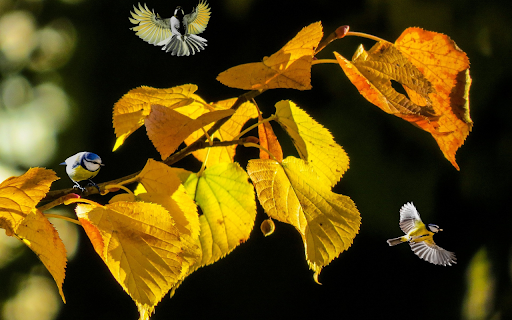 Birds and tree branches  from Chrome web store to be run with OffiDocs Chromium online