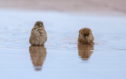 Birds Bathing in the River  from Chrome web store to be run with OffiDocs Chromium online