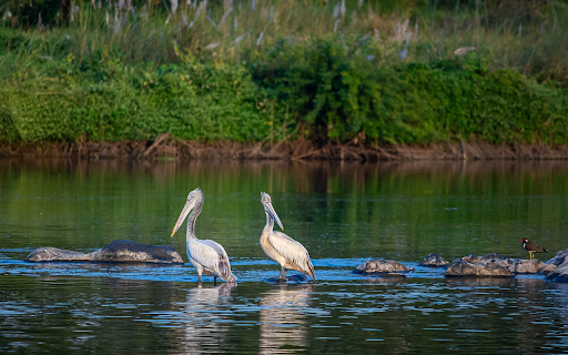 Birds by the Stream  from Chrome web store to be run with OffiDocs Chromium online