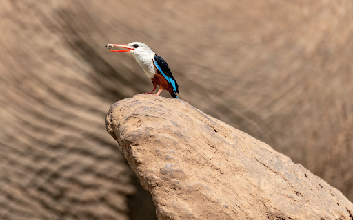 Birds catch prey  from Chrome web store to be run with OffiDocs Chromium online