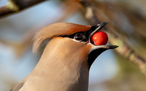 Birds eat red seeds  from Chrome web store to be run with OffiDocs Chromium online