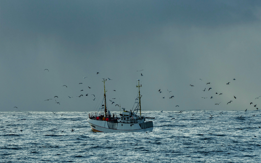 Birds Flying above a Ship on the Sea  from Chrome web store to be run with OffiDocs Chromium online
