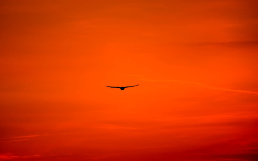 Birds flying in the redsky  from Chrome web store to be run with OffiDocs Chromium online
