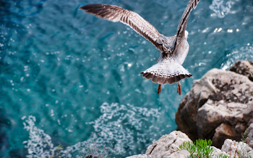 Birds flying on the beach  from Chrome web store to be run with OffiDocs Chromium online
