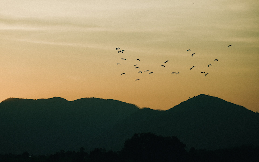 Birds flying on the hill  from Chrome web store to be run with OffiDocs Chromium online