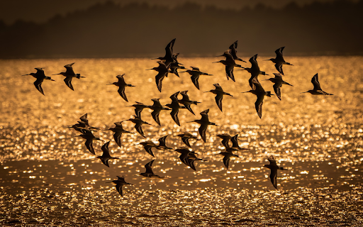 Birds fly over the river  from Chrome web store to be run with OffiDocs Chromium online