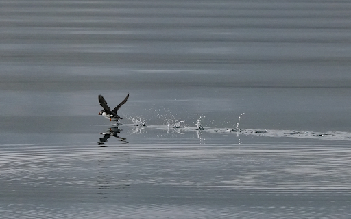 Birds fly over the water  from Chrome web store to be run with OffiDocs Chromium online