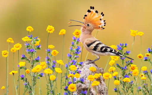 Birds have crests  from Chrome web store to be run with OffiDocs Chromium online