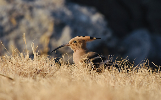 Birds have horns  from Chrome web store to be run with OffiDocs Chromium online