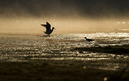 Birds look for food  from Chrome web store to be run with OffiDocs Chromium online