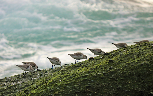 Birds looking for prey  from Chrome web store to be run with OffiDocs Chromium online