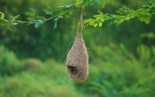 Birds nest hanging on a tree branch  from Chrome web store to be run with OffiDocs Chromium online