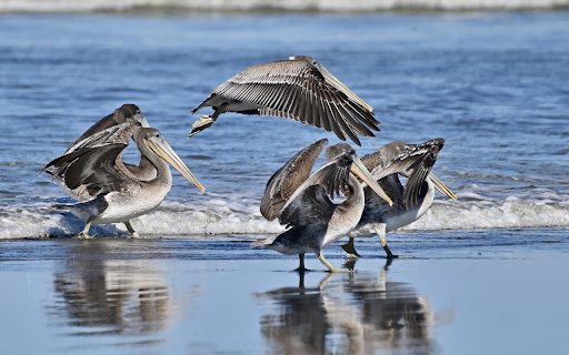 Birds of prey on the beach  from Chrome web store to be run with OffiDocs Chromium online