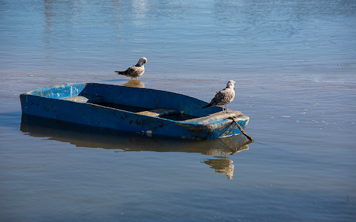 Birds on a Boat  from Chrome web store to be run with OffiDocs Chromium online