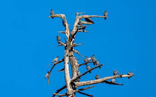 Birds on dry trees  from Chrome web store to be run with OffiDocs Chromium online