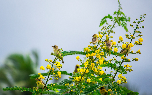 birds on the flower branch  from Chrome web store to be run with OffiDocs Chromium online
