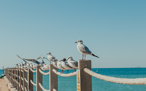 Birds on the railing  from Chrome web store to be run with OffiDocs Chromium online