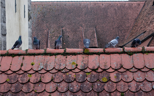 Birds on the roof  from Chrome web store to be run with OffiDocs Chromium online