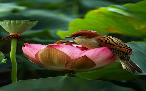 Birds perched on lotus flowers Wallpaper  from Chrome web store to be run with OffiDocs Chromium online