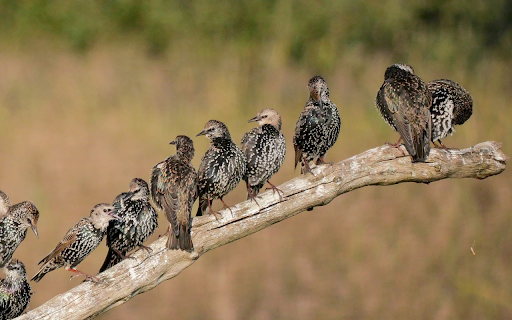Birds perch on branches  from Chrome web store to be run with OffiDocs Chromium online