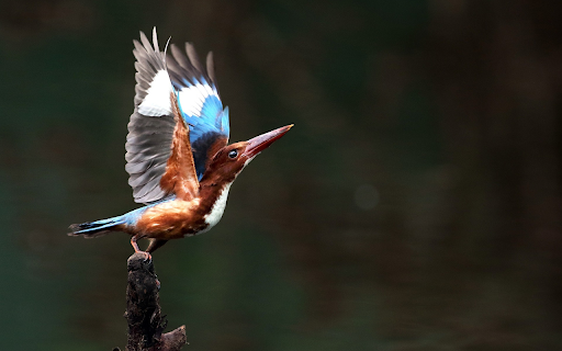 Birds perch on dry tree branches  from Chrome web store to be run with OffiDocs Chromium online