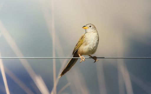 Birds perch on electric wires  from Chrome web store to be run with OffiDocs Chromium online