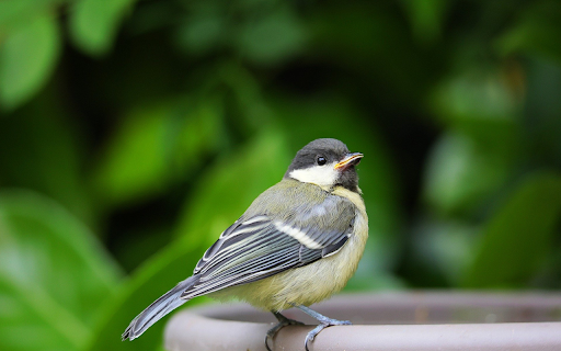 Birds perch on jars  from Chrome web store to be run with OffiDocs Chromium online