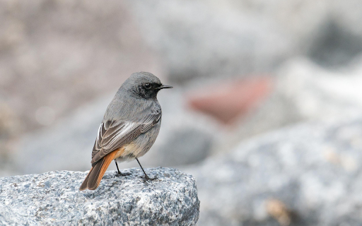 Birds perch on rocks  from Chrome web store to be run with OffiDocs Chromium online