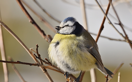 Birds sleep in trees  from Chrome web store to be run with OffiDocs Chromium online