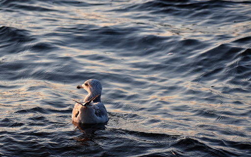 Birds swimming in the sea  from Chrome web store to be run with OffiDocs Chromium online