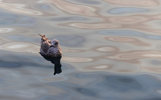 Birds swim on the sea surface  from Chrome web store to be run with OffiDocs Chromium online Birds swim on the sea surface  from Chrome web store to be run with OffiDocs Chromium online