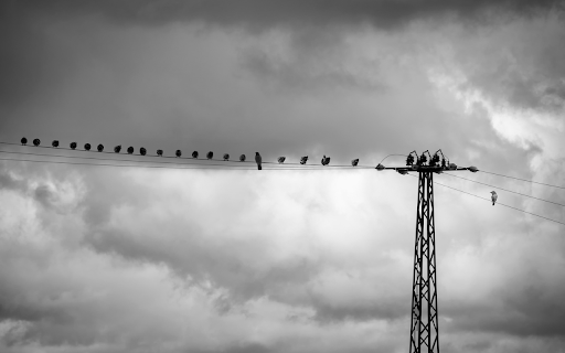 Birds swinging on electric wires  from Chrome web store to be run with OffiDocs Chromium online