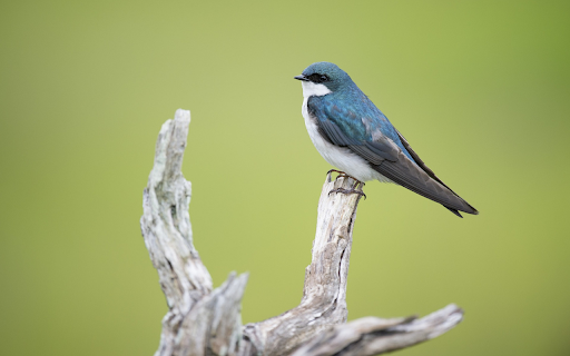 Bird standing on a wooden branch  from Chrome web store to be run with OffiDocs Chromium online