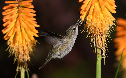 Bird sucks honey  from Chrome web store to be run with OffiDocs Chromium online