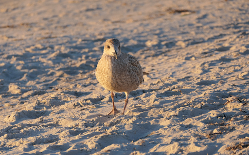 Birds walk on the sand  from Chrome web store to be run with OffiDocs Chromium online