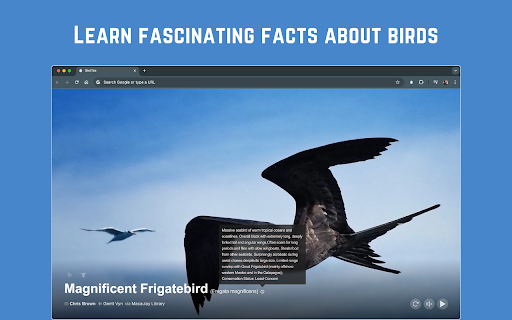 BirdTab Discover Bird Pictures  Songs in New Tabs  from Chrome web store to be run with OffiDocs Chromium online