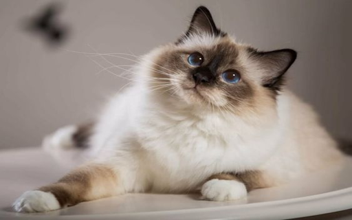 Birman cat wallpaper  from Chrome web store to be run with OffiDocs Chromium online