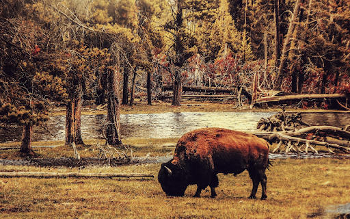 Bison  from Chrome web store to be run with OffiDocs Chromium online