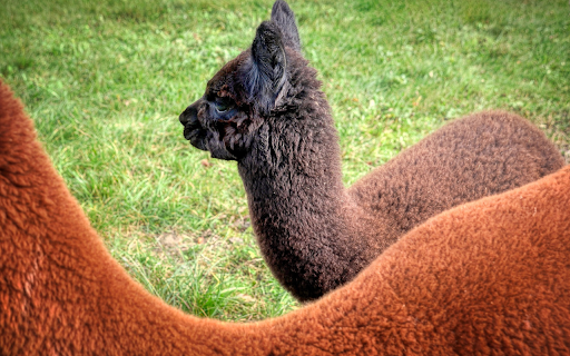 Black and brown alpaca  from Chrome web store to be run with OffiDocs Chromium online
