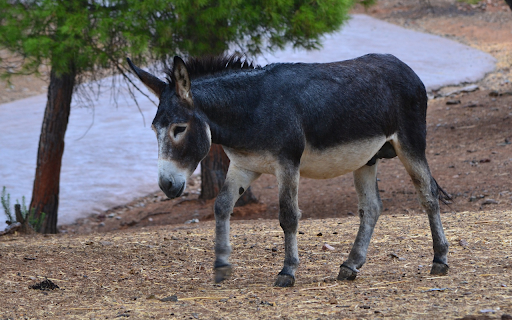 Black and gray donkey by the river  from Chrome web store to be run with OffiDocs Chromium online