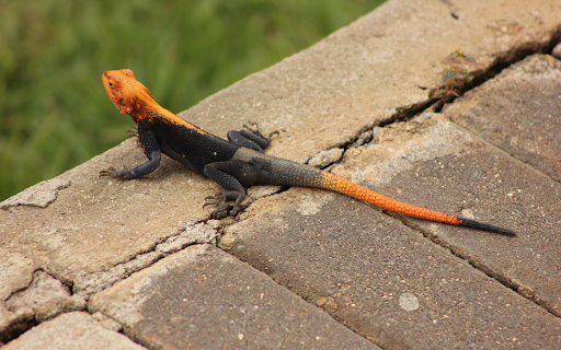 Black and orange lizard  from Chrome web store to be run with OffiDocs Chromium online