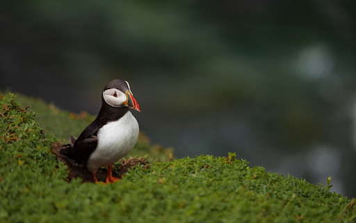 Black and white bird  from Chrome web store to be run with OffiDocs Chromium online