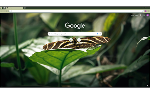 Black and White Butterfly on Green Leaf  from Chrome web store to be run with OffiDocs Chromium online