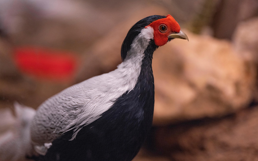 Black and white chicken  from Chrome web store to be run with OffiDocs Chromium online